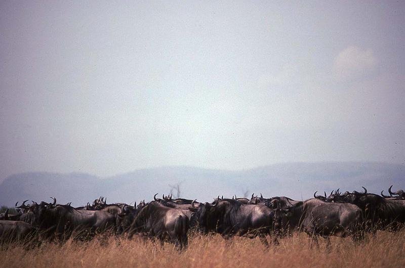 WT 1400 195-20 Kenya.jpg